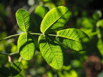 Foto Albero natura ramo pianta