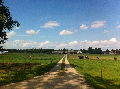 Landscape tree forest grass Photo