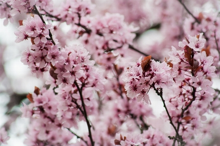 Tree nature branch blossom Photo