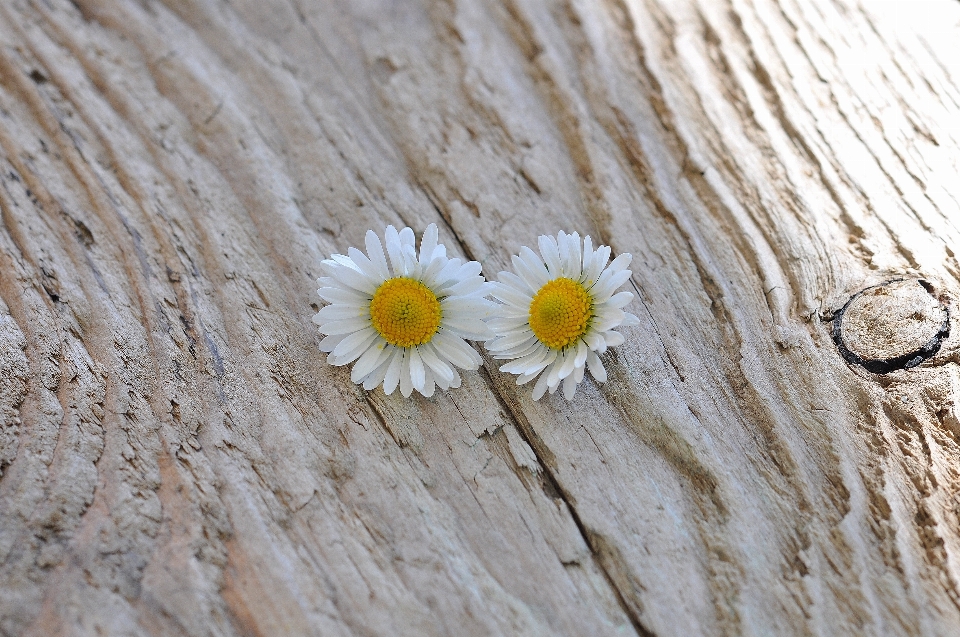 Nature sable usine bois