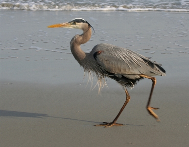 Beach water nature ocean Photo