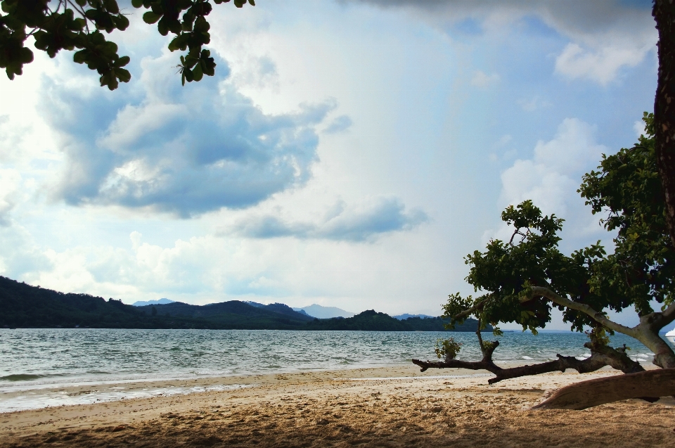 Beach sea coast tree