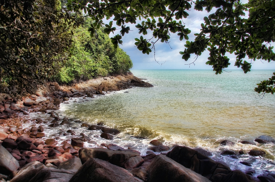 Paisaje mar costa árbol