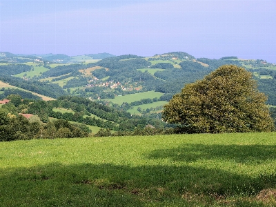 Landscape tree nature grass Photo