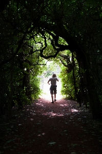 Foto Pohon alam hutan jalur