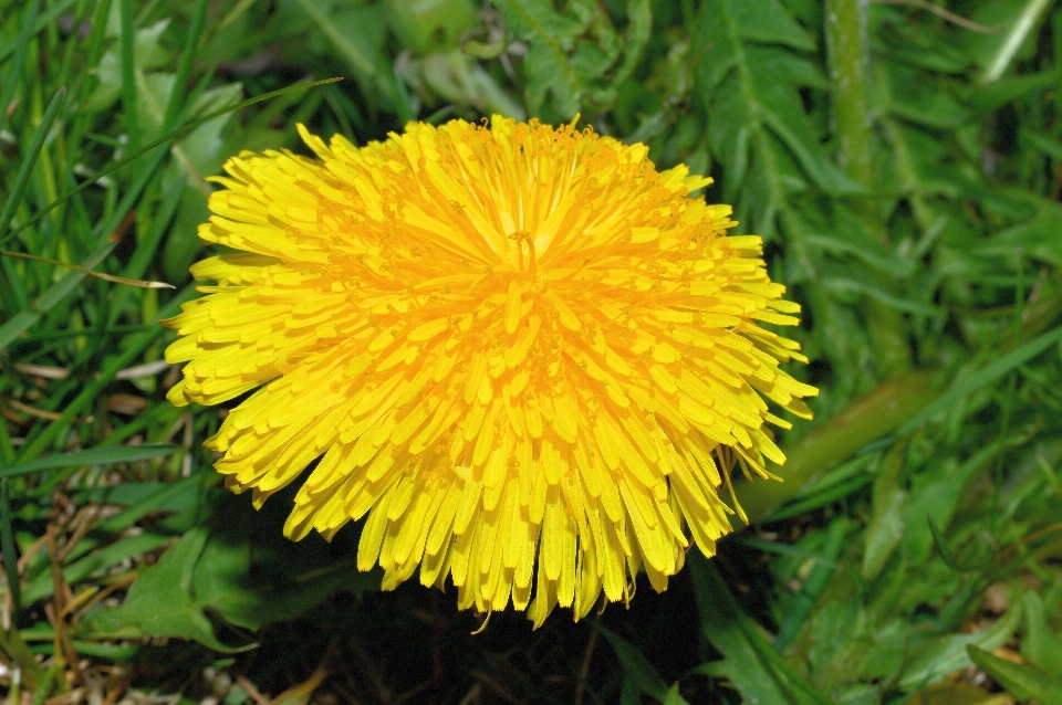 Blossom plant meadow dandelion