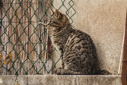 Photo Animal de compagnie chat félin mammifère