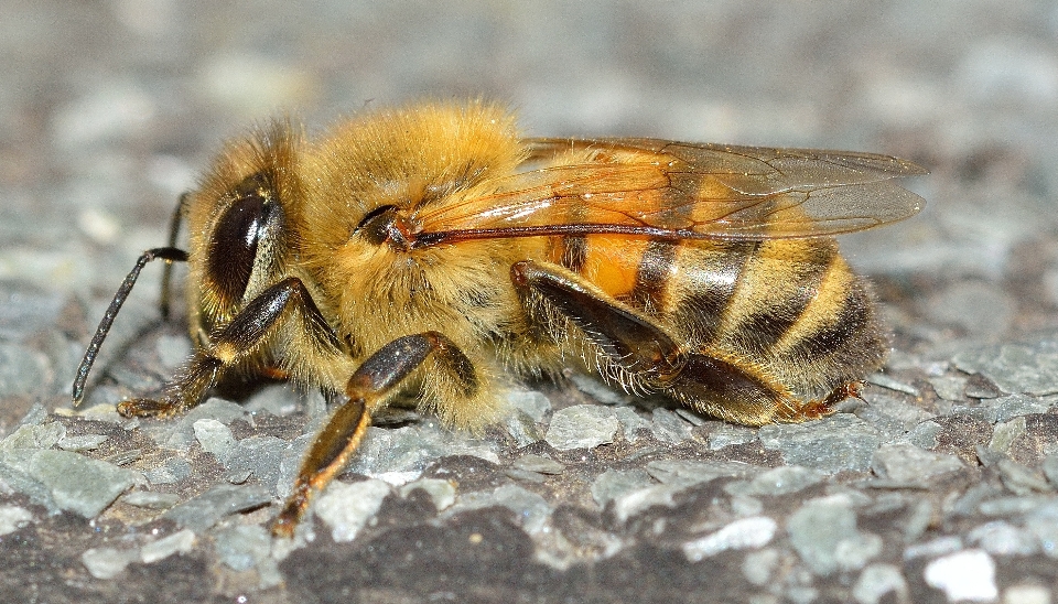 Tierwelt insekt fauna wirbellos