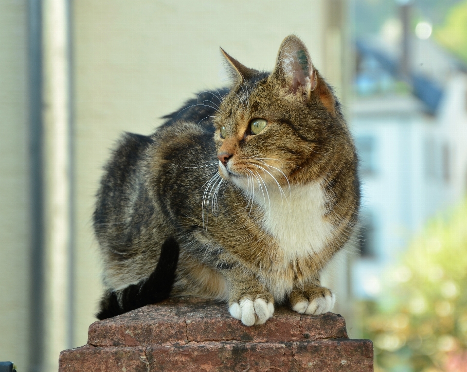 Visualizzazione animale domestico gatto