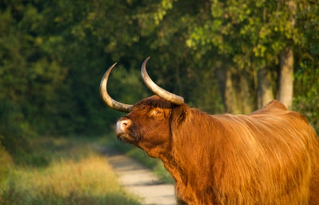 Zdjęcie Natura trawa łąka
 dzikiej przyrody