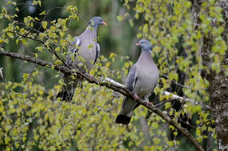 Foto Albero natura ramo uccello