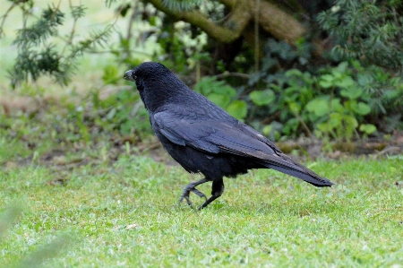 鳥 飛ぶ 野生動物 嘴 写真