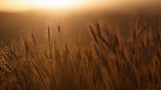 Nature grass horizon cloud Photo