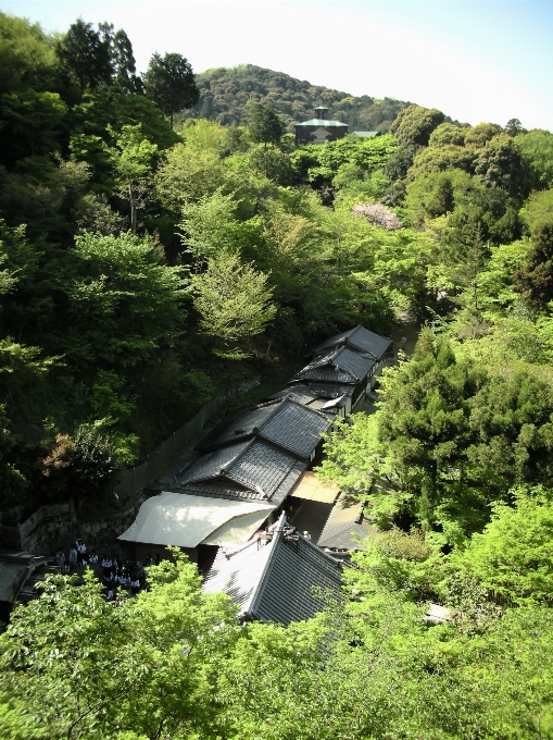 風景 木 自然 森