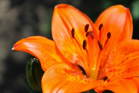 植物 写真撮影 葉 花 写真