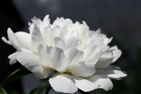 Foto Fiore bianco e nero
 pianta