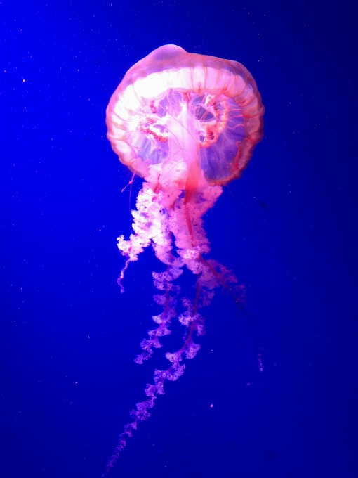 Biología medusa azul coral