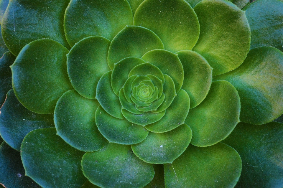 Natura cactus
 pianta foglia