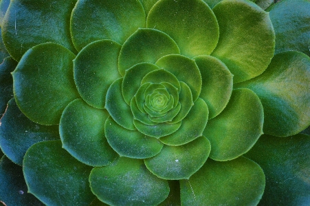 Nature cactus plant leaf Photo