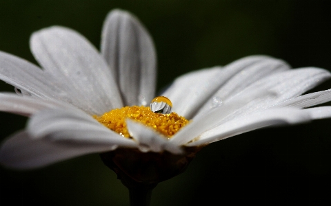 自然 花 言葉 黒と白
 写真