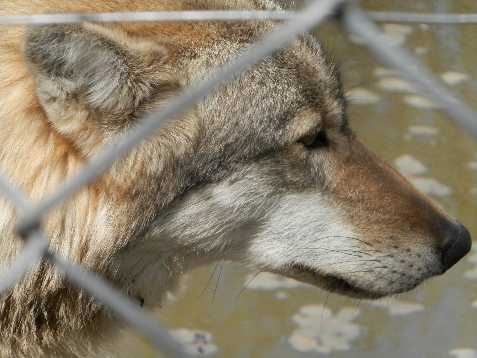 Hund tierwelt zoo säugetier