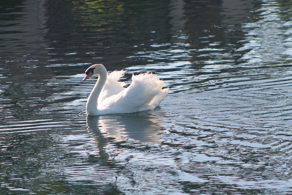 Agua pájaro ala blanco