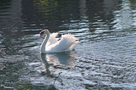 Foto Acqua uccello ala bianco