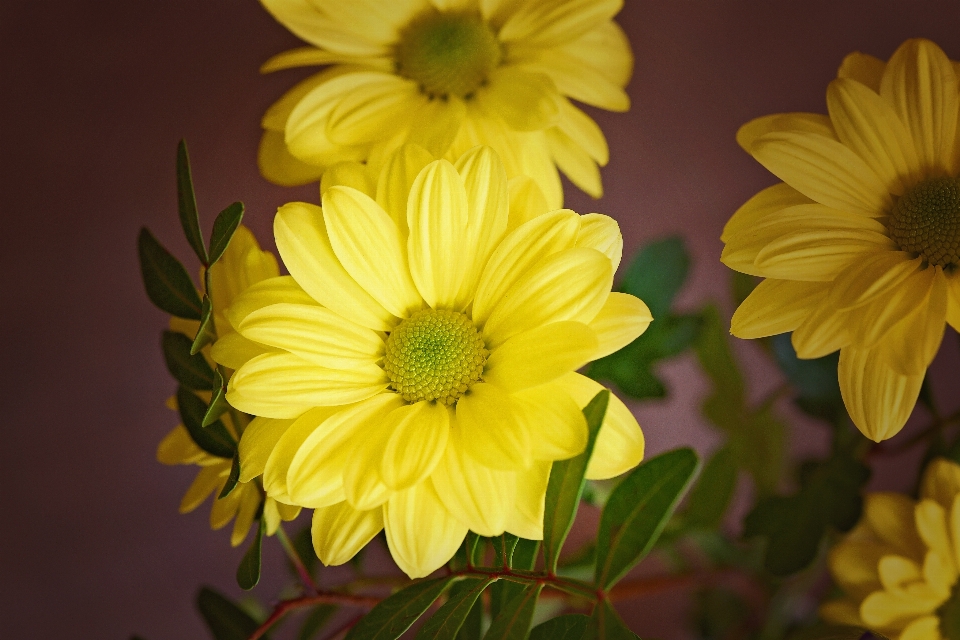 花 植物 花弁 咲く