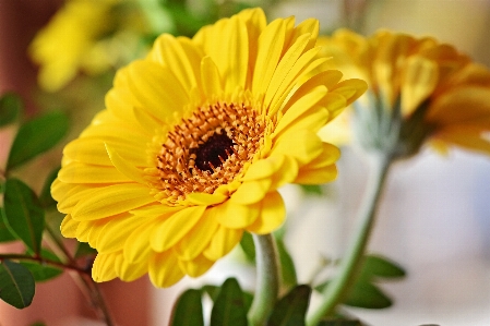 Blossom plant flower petal Photo