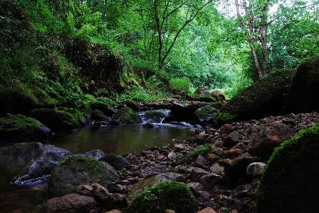 Tree nature forest rock Photo