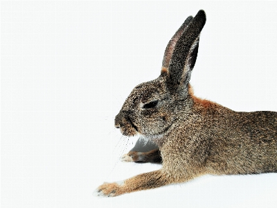 Foto Blanco animal aislado mascota