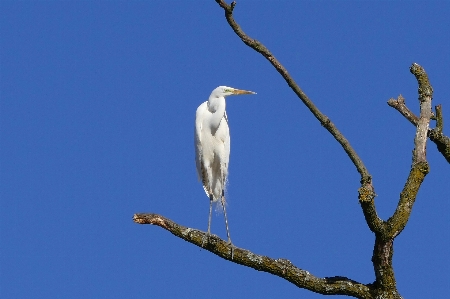 Nature branch bird wing Photo