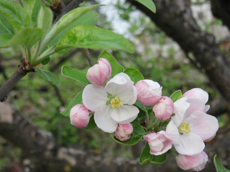 Natur zweig blüte anlage