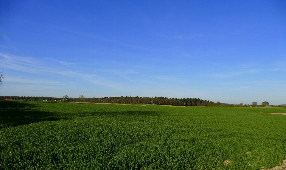 Paysage nature forêt herbe