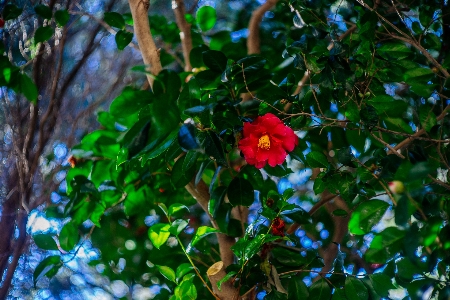 Tree nature forest branch Photo