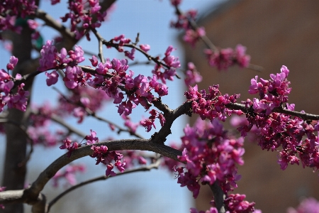 Tree nature branch blossom Photo