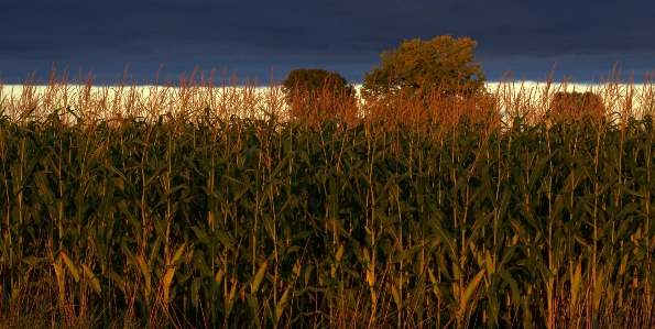 Landscape nature grass horizon Photo