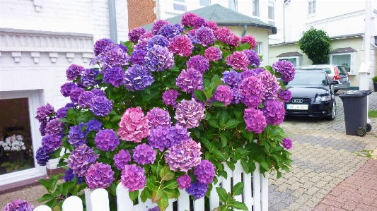 Anlage blume sommer hortensie Foto