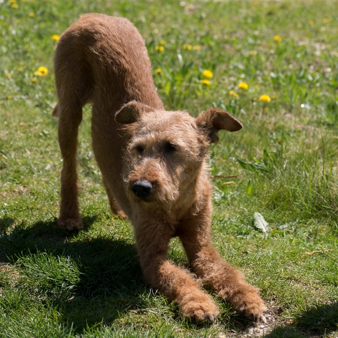 Grass dog mammal yoga