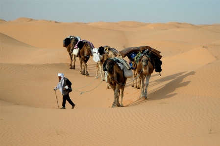 Landscape sand desert camel Photo