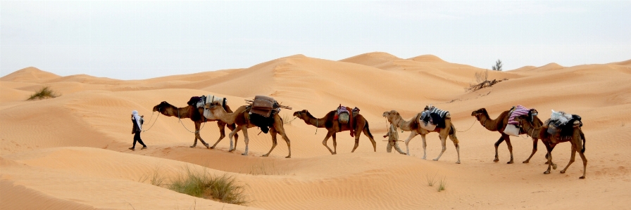 Landscape sand desert camel Photo