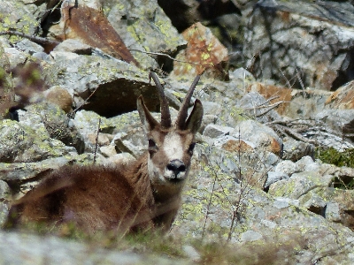 Nature mountain wildlife wild Photo