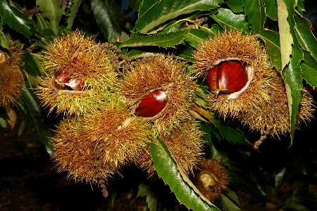 Tree nature plant fruit Photo