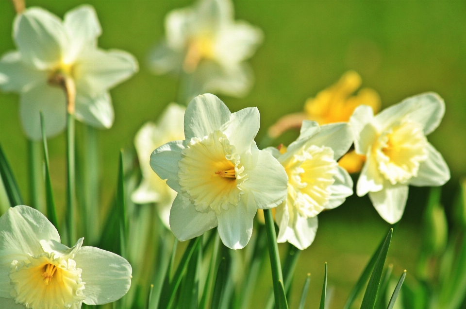 Nature fleurir usine blanc