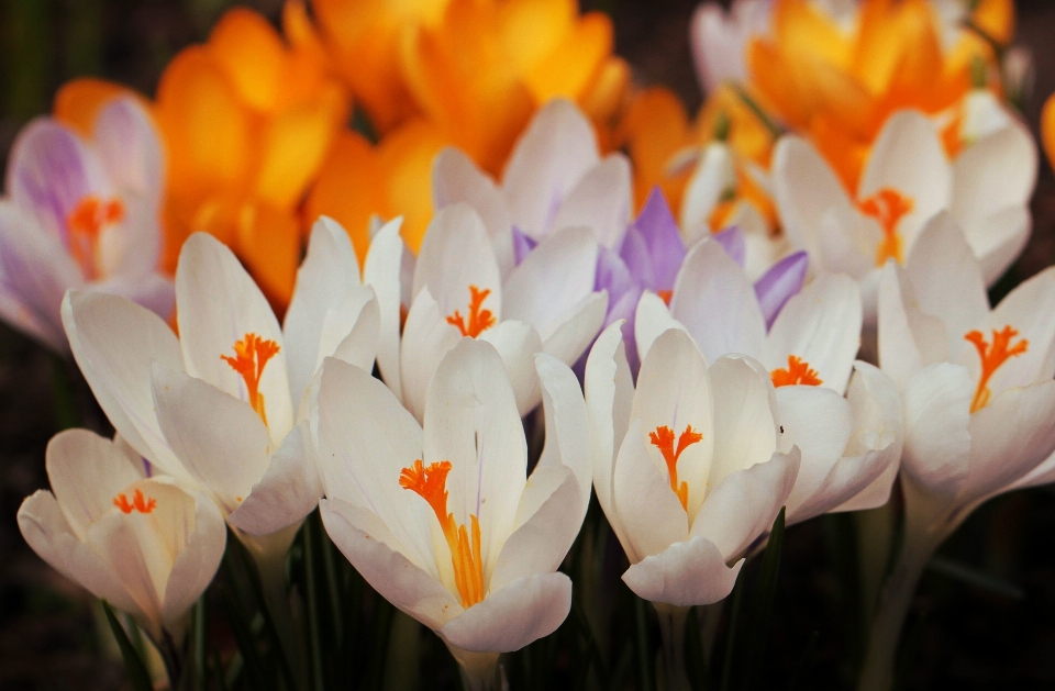 Nature fleurir usine blanc