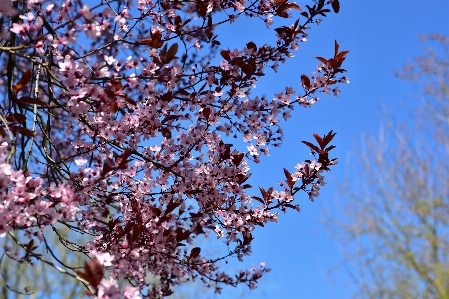 Tree branch blossom plant Photo