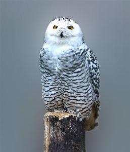 Foto Foresta uccello ala animale