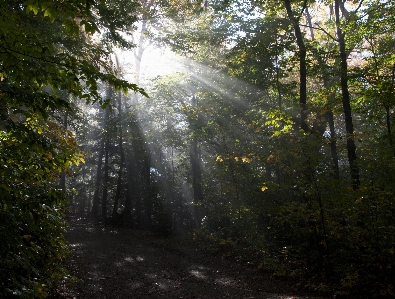 Tree nature forest wilderness Photo