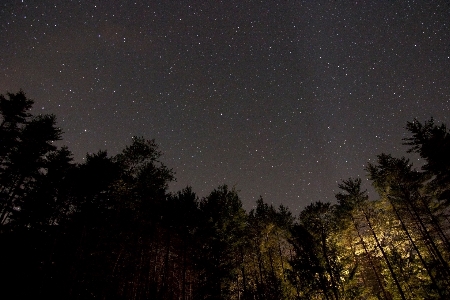 Nature forest sky night Photo