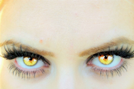 Yellow eyebrow eyelash close up Photo